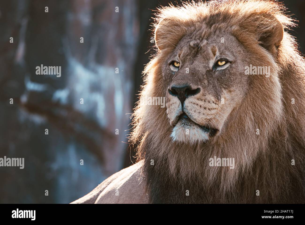 Lion masculin à l'aspect féroce regardant quelque chose sur un arrière-plan flou Banque D'Images