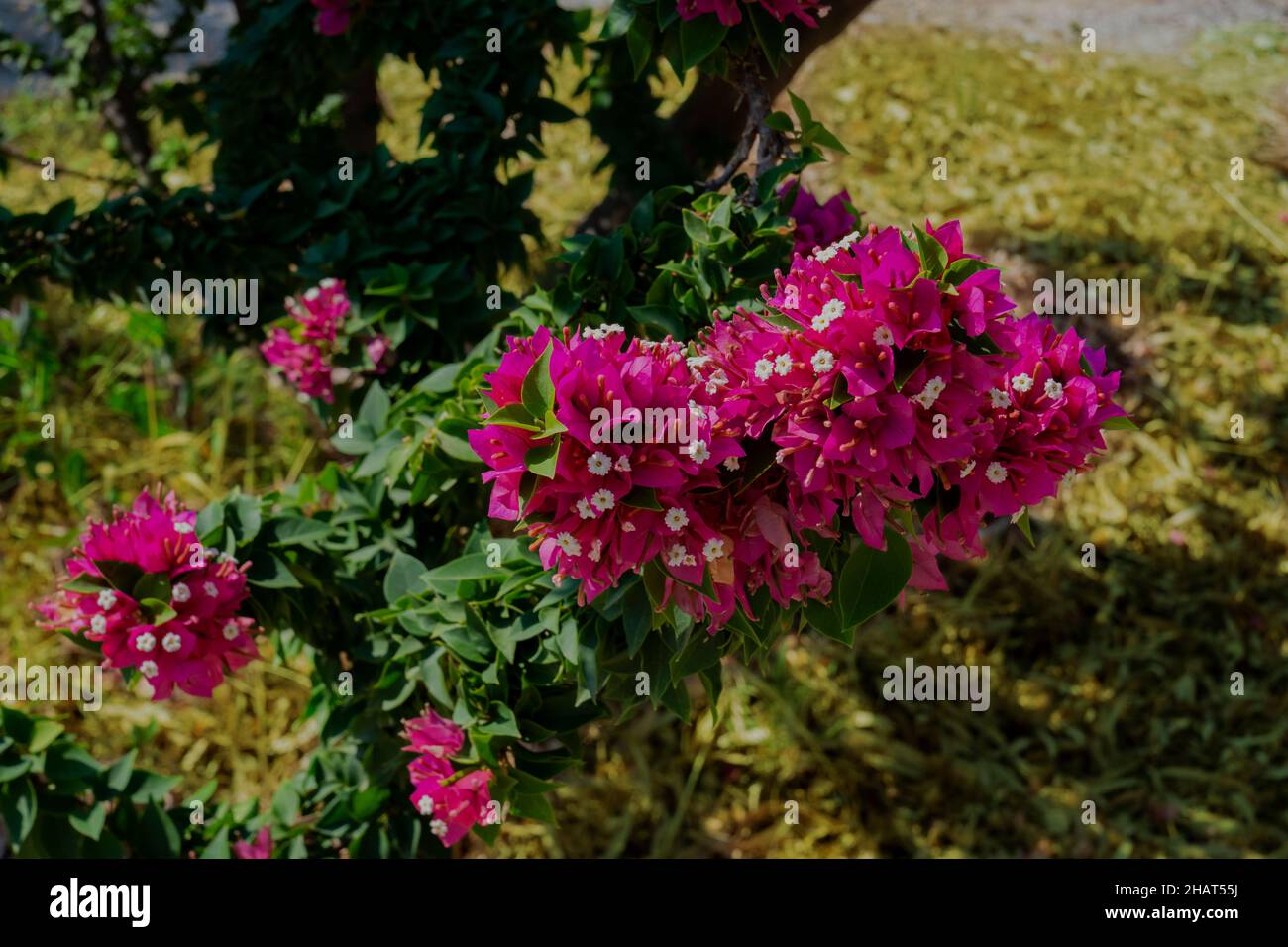 Plante de jardin aux fleurs blanches roses. Bougainvillea spectabilis. Attention sélective. Pas de personne. Banque D'Images