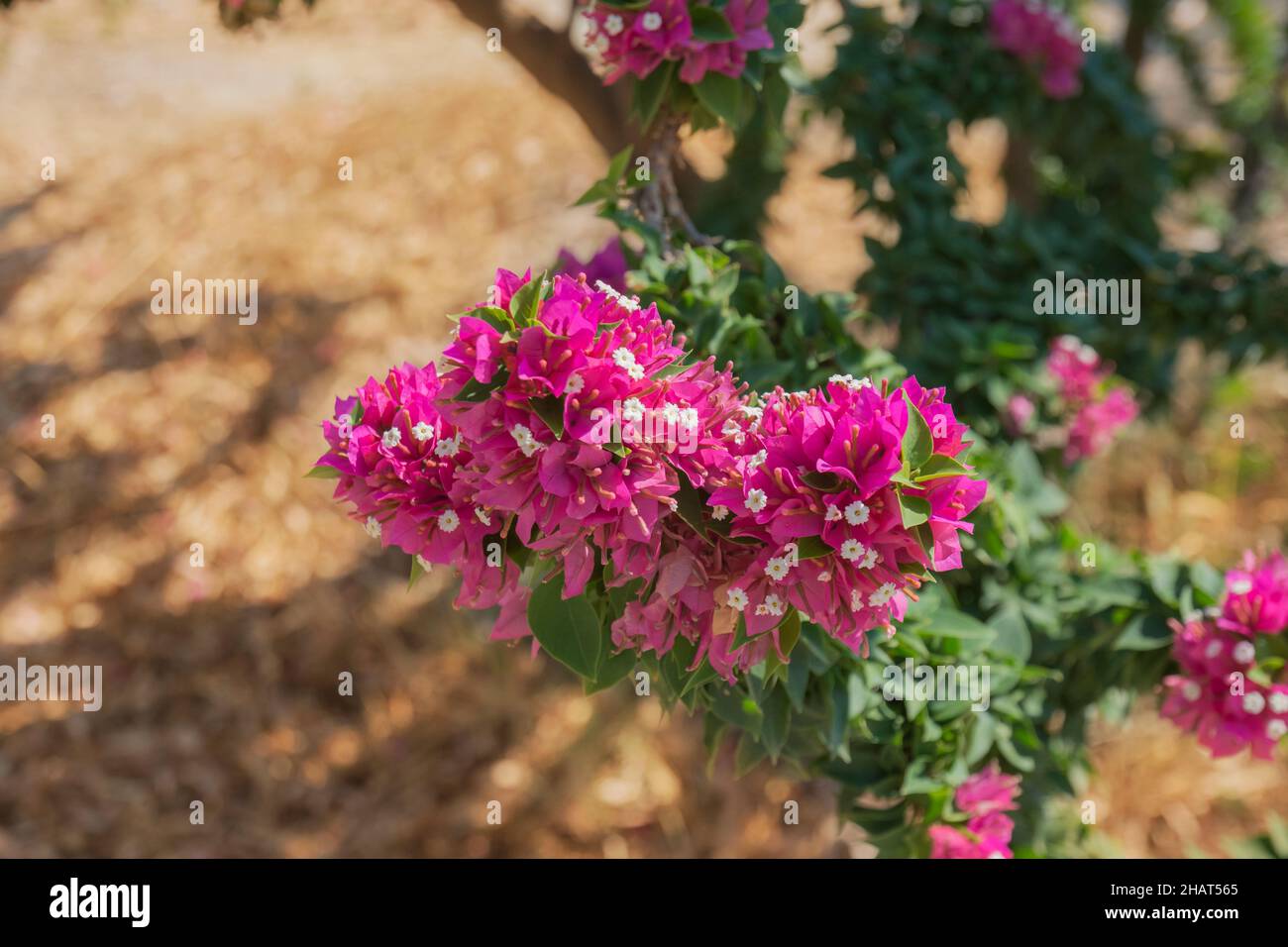 Plante de jardin aux fleurs blanches roses. Bougainvillea spectabilis. Attention sélective. Pas de personne. Banque D'Images