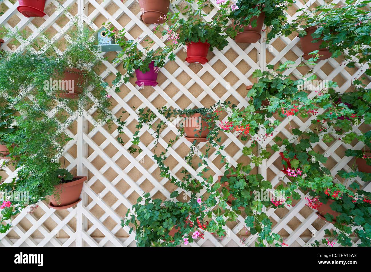 Géraniums en pots suspendus sur un mur de pergola en bois . Banque D'Images