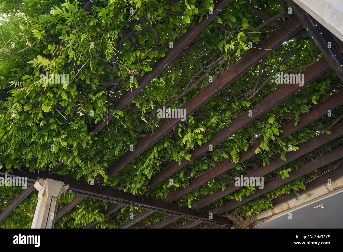 Pergola avec plantes grimpantes. Banque D'Images