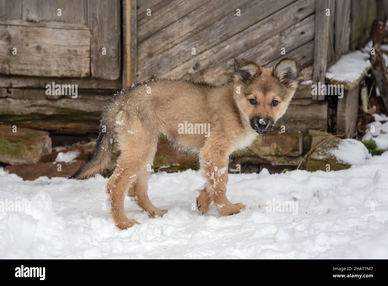 Mignon chiot drôle, jeune chien dans la cour d'hiver dans la neige Banque D'Images