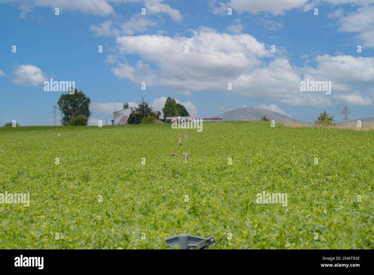 belle, beauté, floraison, floraison, floraison, bleu, blueweed, boke, bokeh, famille de la bourrache, boraginaceae, bourdon, gros plan, littoral, échium vulgare, e Banque D'Images