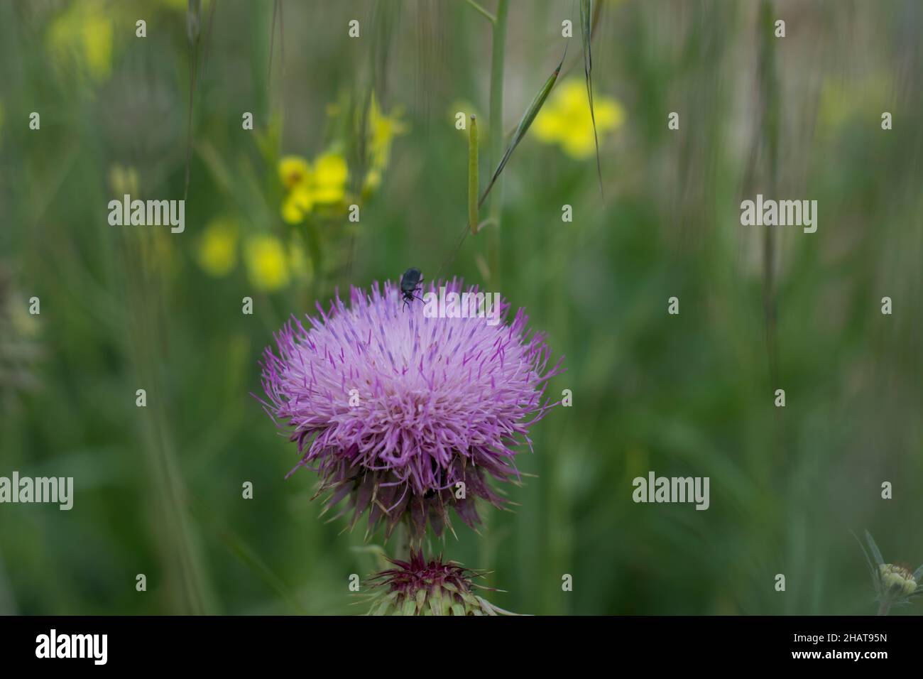 Le Silybum (chardon-Marie) est un genre de deux espèces de thistles de la famille des marguerites. Les plantes sont indigènes aux régions méditerranéennes de l'Europe, du Nord Banque D'Images