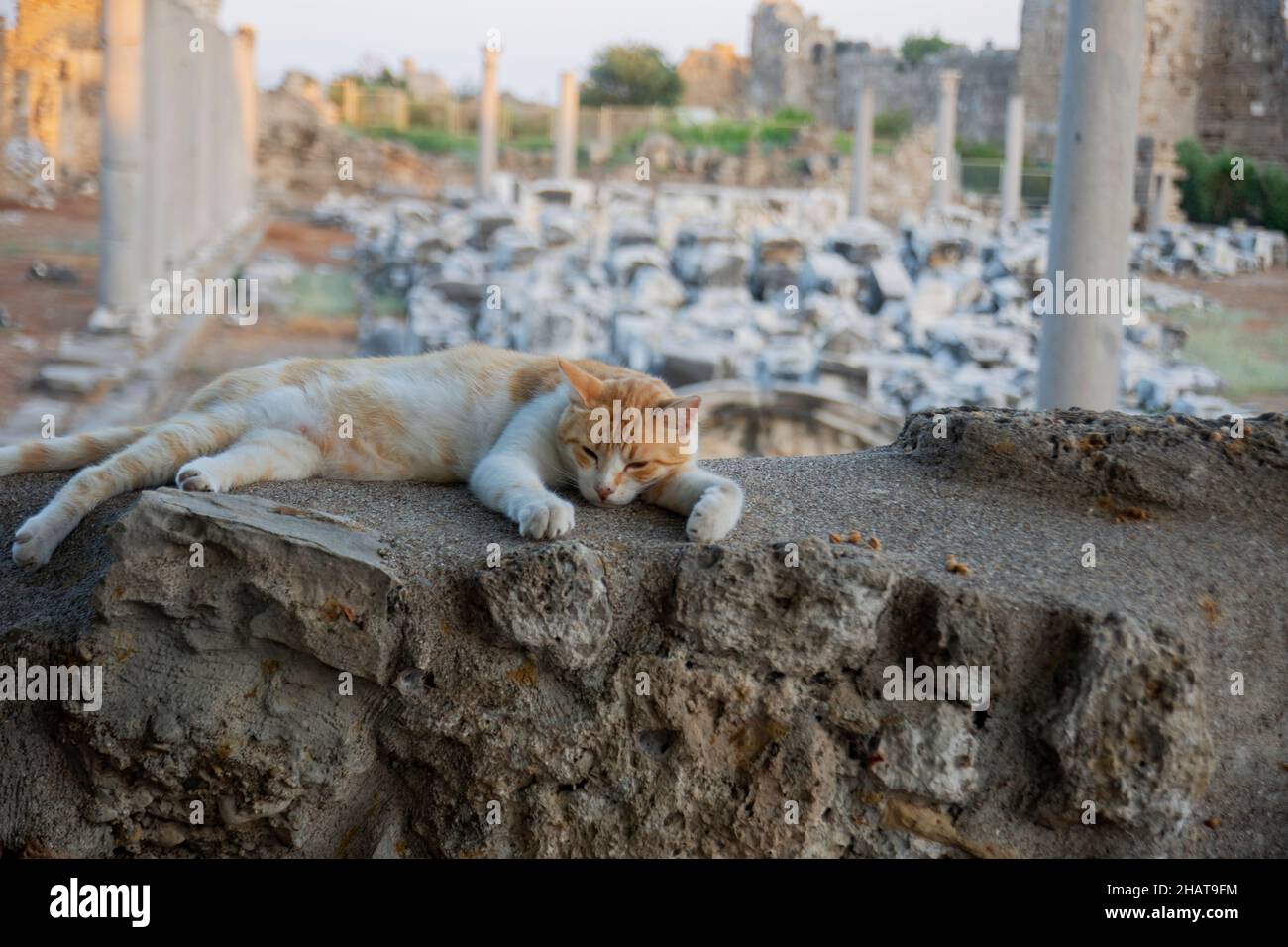 Magnifique nichée de chat sur le mur donnant sur l'Agora dans l'ancienne ville de Side, Antalya. Focus sélective Cat Banque D'Images