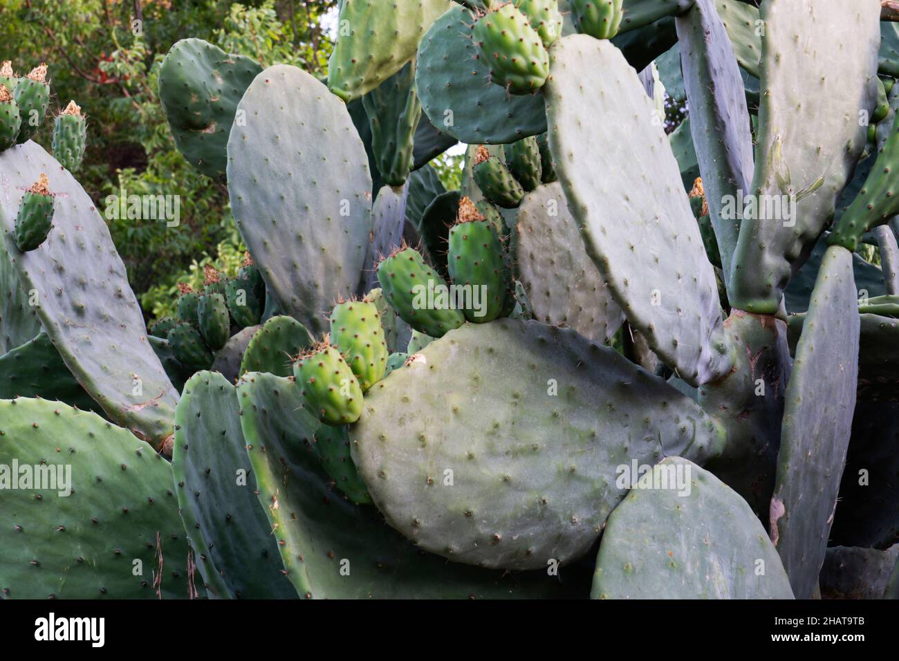 L'Opuntia, communément appelée poire épineuse, est un genre de plantes à fleurs de la famille des Cactaceae.Mise au point sélective Banque D'Images