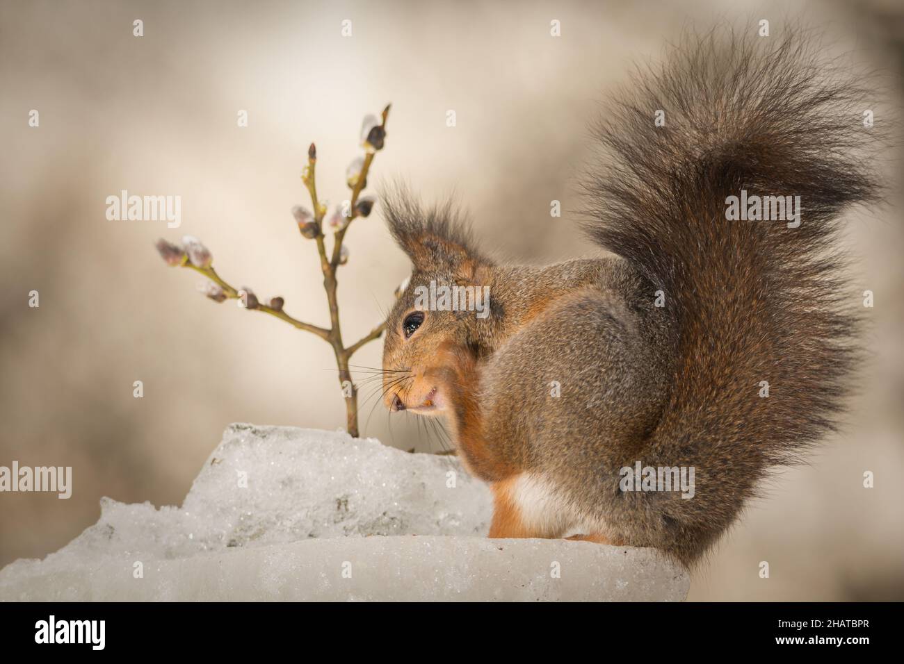 l'écureuil a des démangeaisons et est debout sur la glace avec une branche Banque D'Images