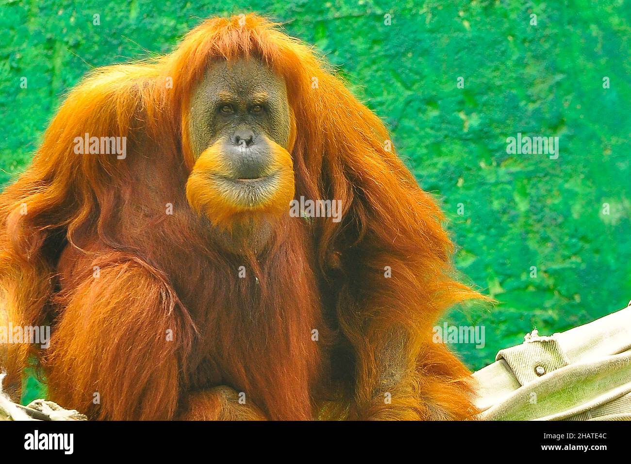 Orangutang est un primate originaire de Bornéo Banque D'Images