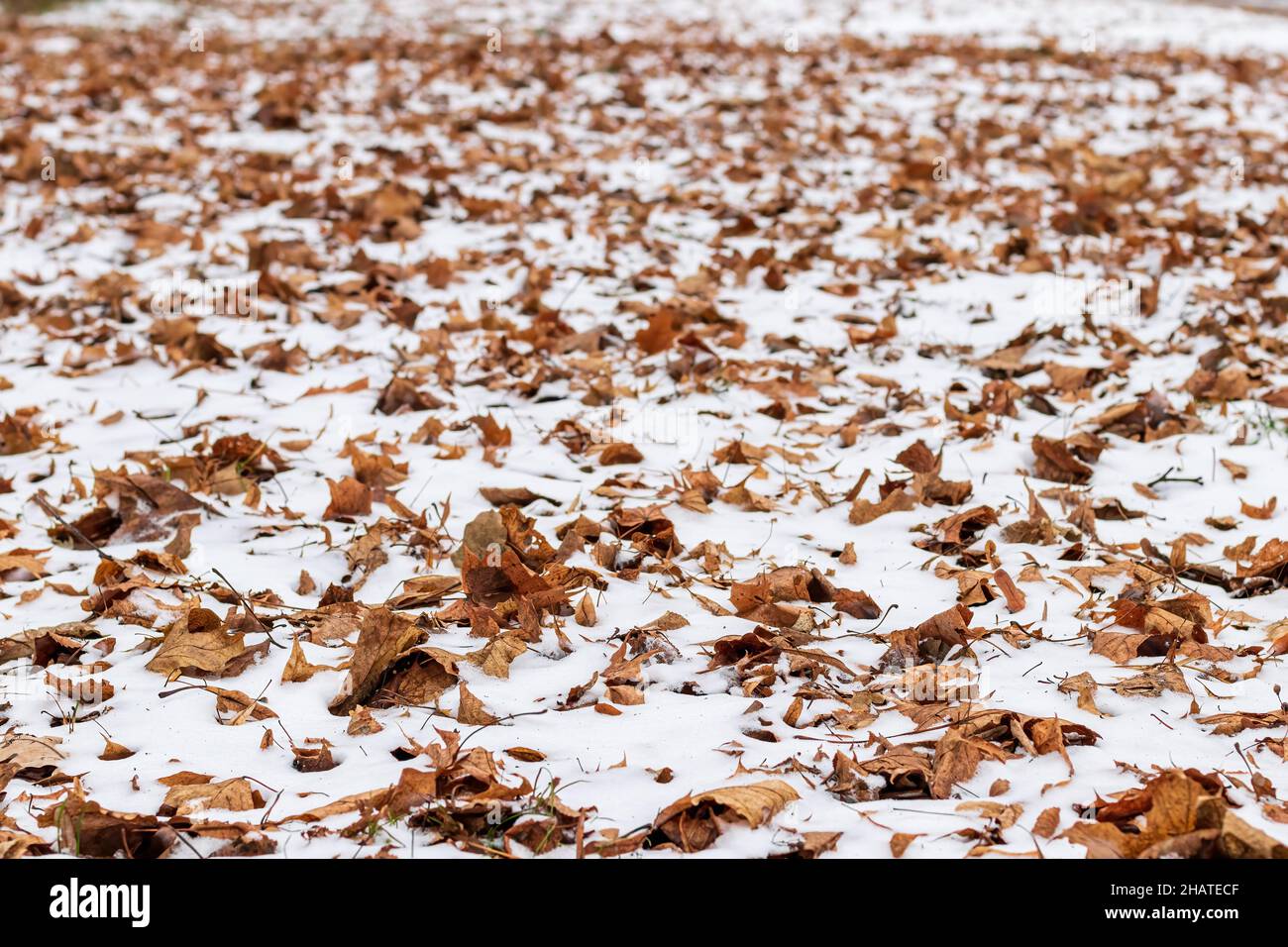 Première neige sur les feuilles brunes tombées dans le parc à la fin de l'automne ou au début de l'hiver. Banque D'Images