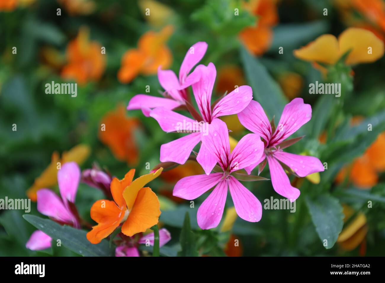 Linz Allemagne juin 2021 gros plan d'un géranium à l'ivée en fleurs colorées sous la lumière naturelle du soleil Banque D'Images