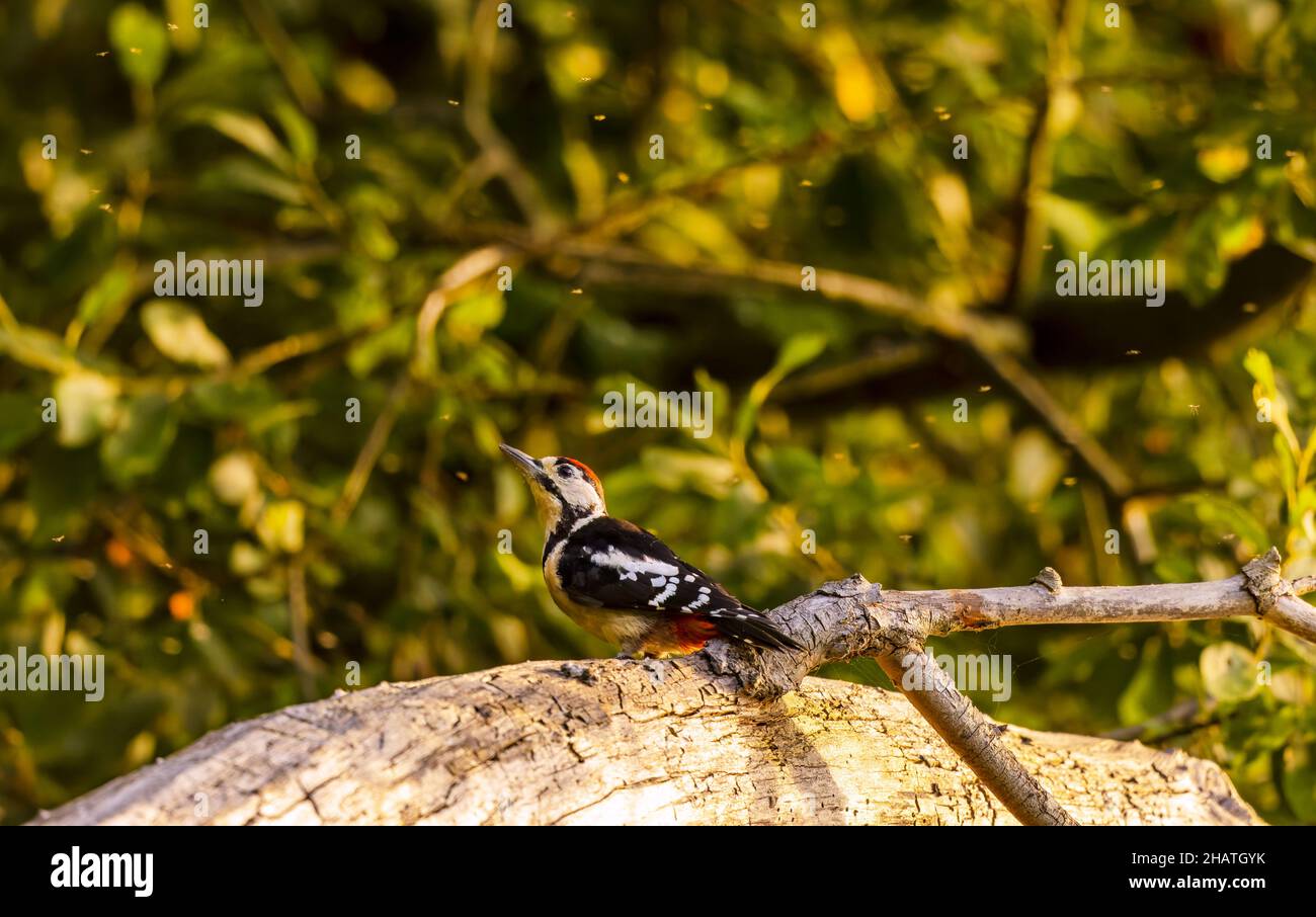 Great acheted Woodpecker Royaume-Uni sur arbre mort Banque D'Images