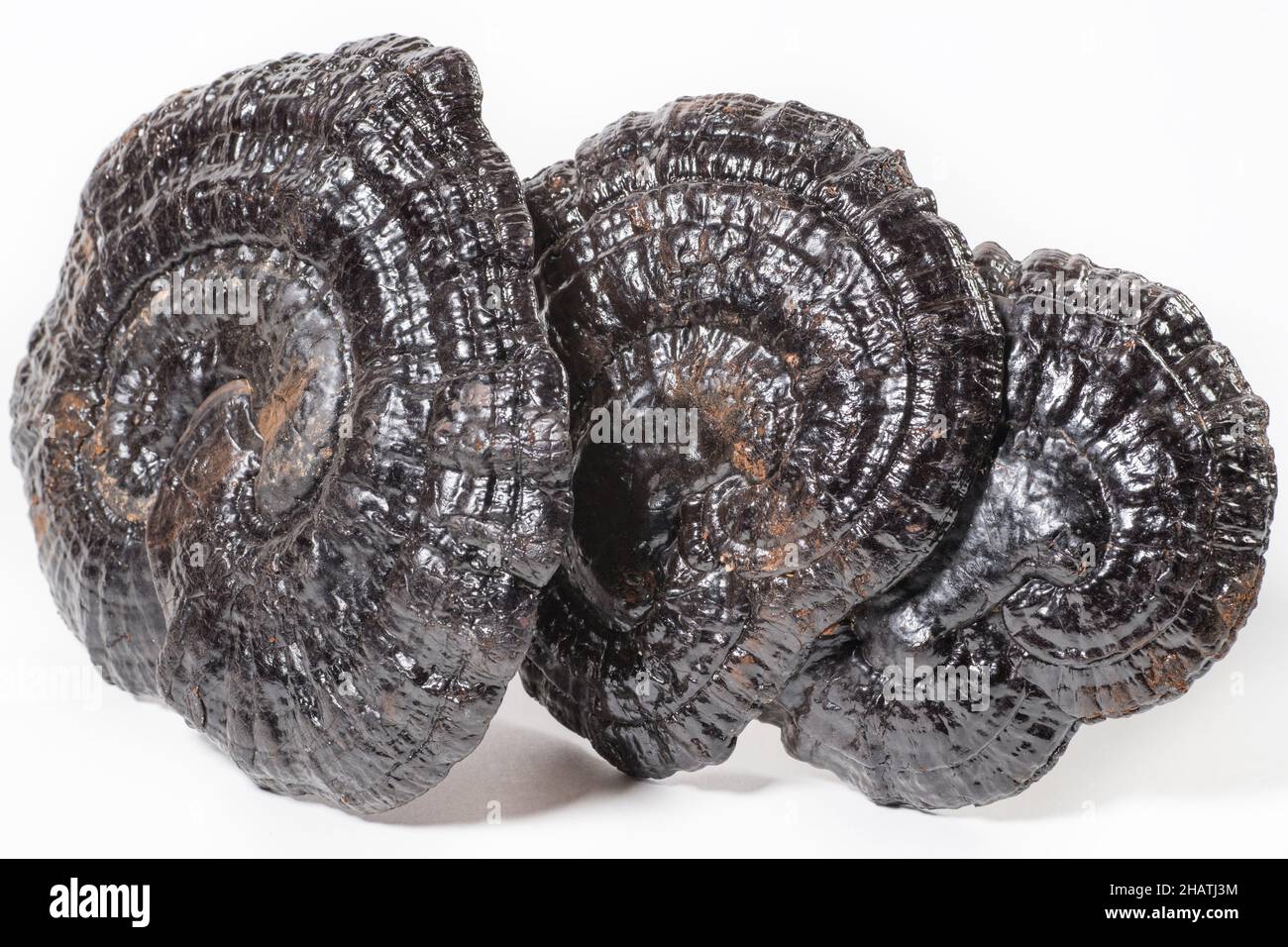 Le Lingzhi ou le Ganoderma Lucidum ou le champignon Reishi séché sur blanc.Herbes asiatiques pour la santé. Banque D'Images