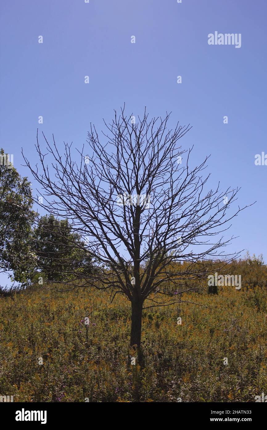 Paysage d'automne doré sur la prairie de l'Illinois. Banque D'Images