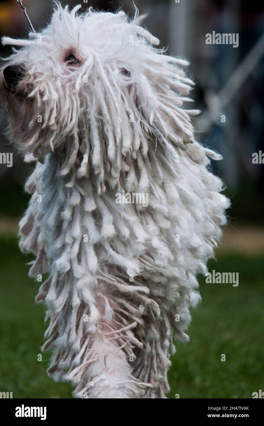 Komondor et sa fourrure de chien unique Banque D'Images
