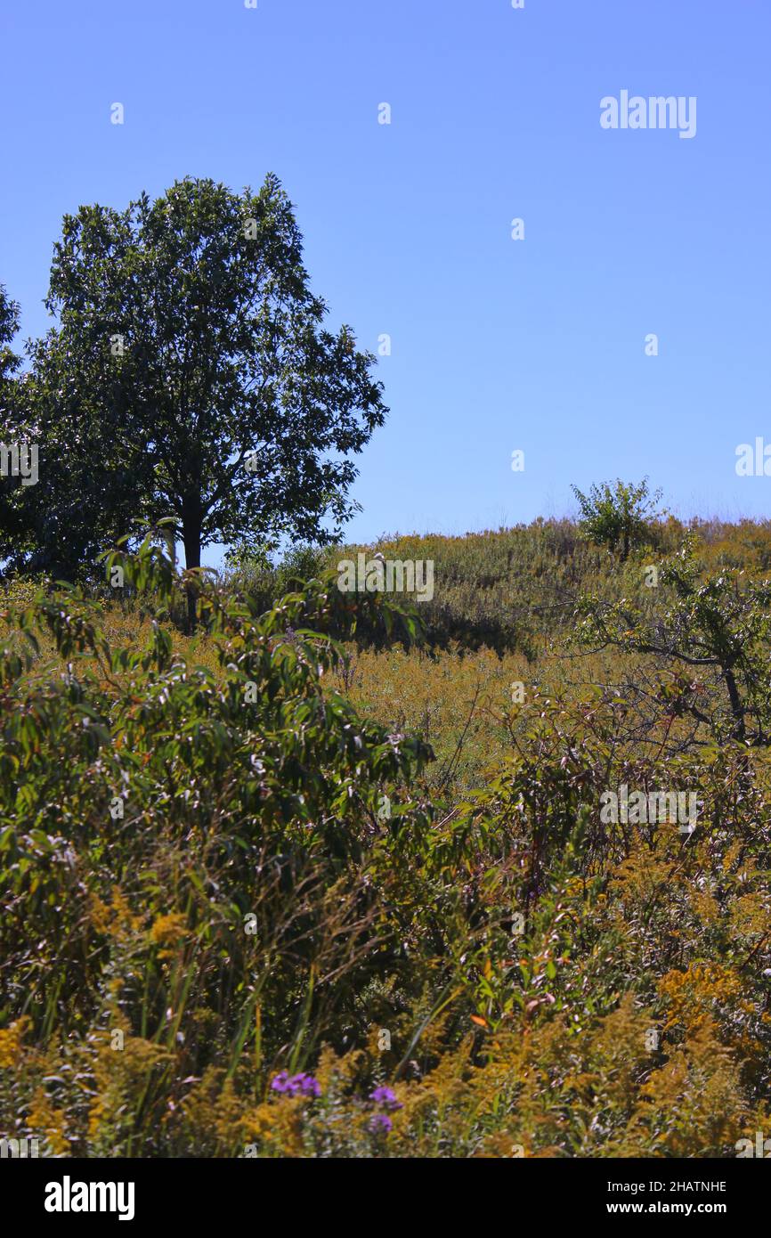 Paysage d'automne doré sur la prairie de l'Illinois. Banque D'Images