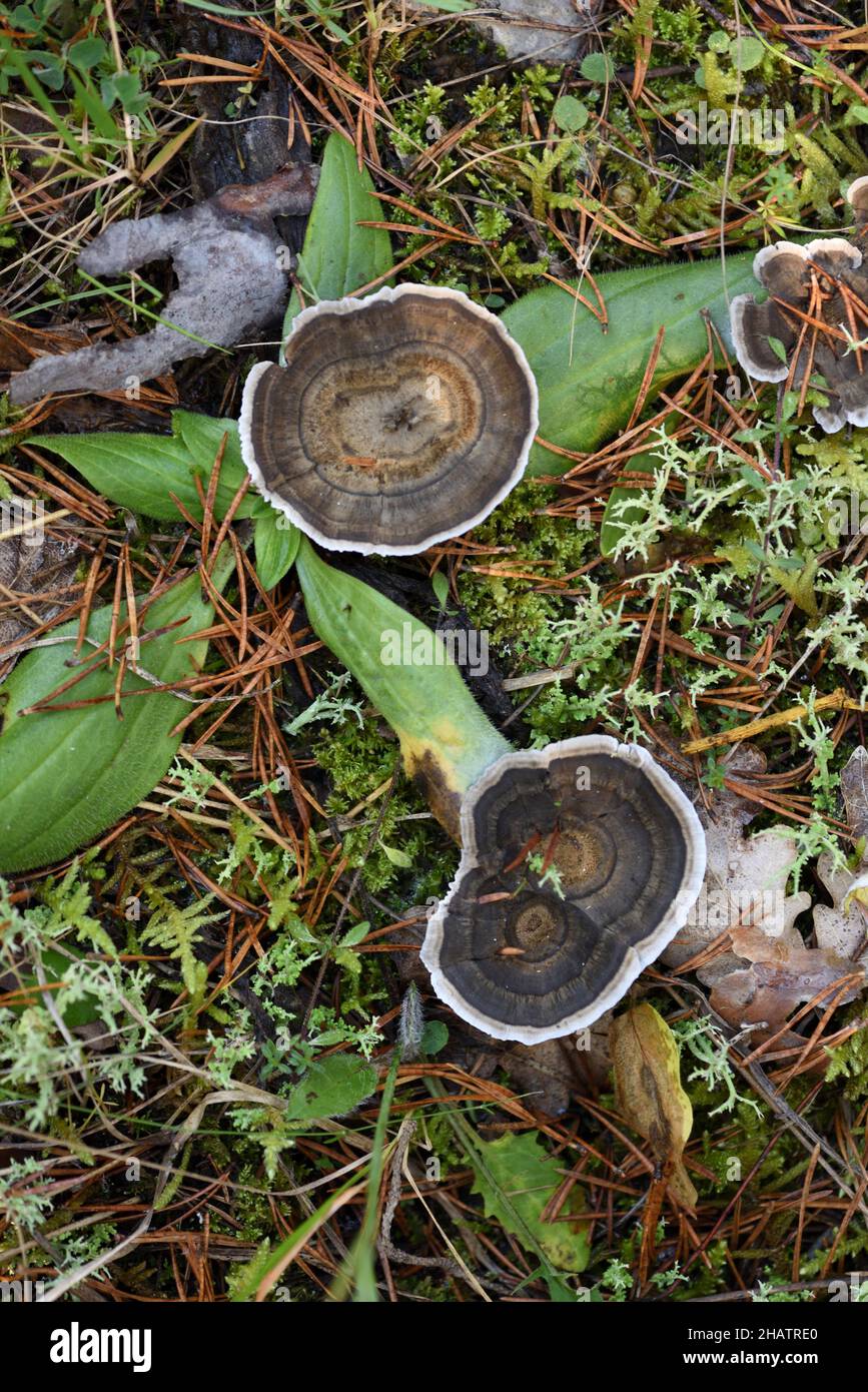 Coltricia perennis Tigre's Eye champignon support ou Mushroom & vivace Polypore Banque D'Images