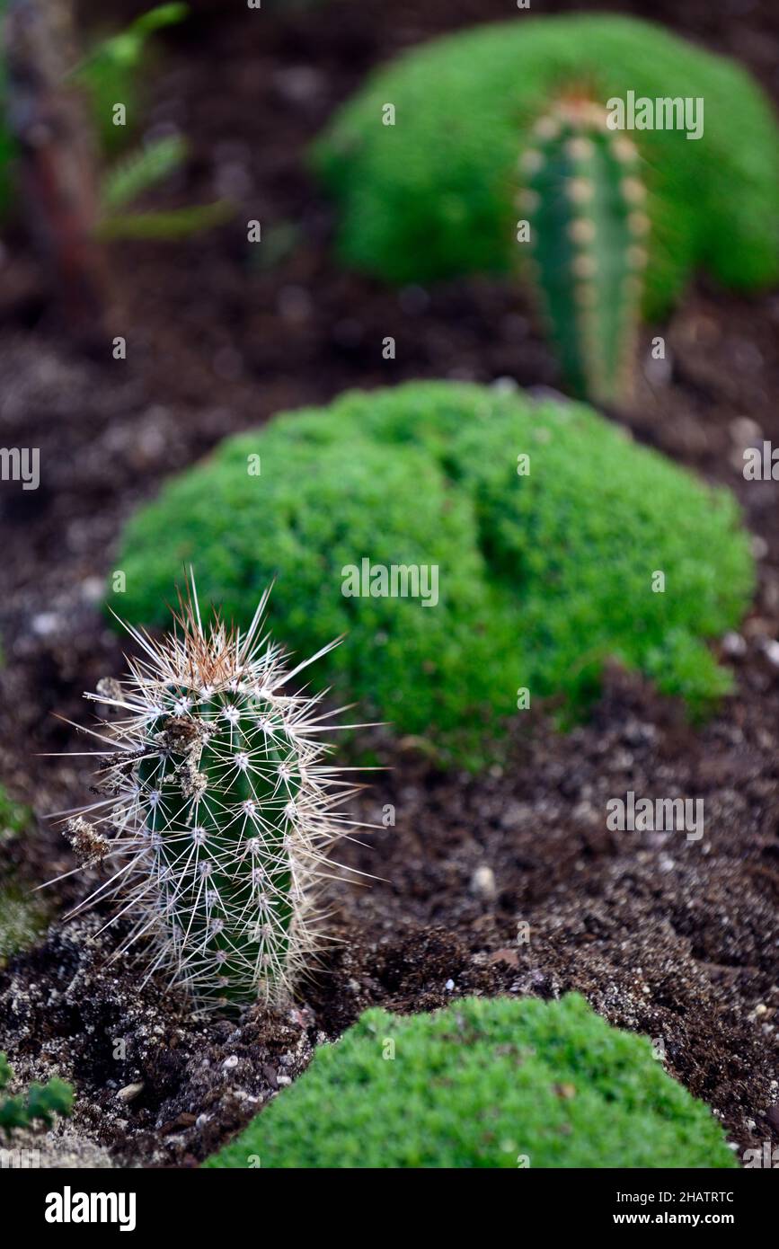 Cactus à coussinet,Mammillaria species,épine,épines,épine,épine,épine,épine,succulente,cactus,RM Floral Banque D'Images