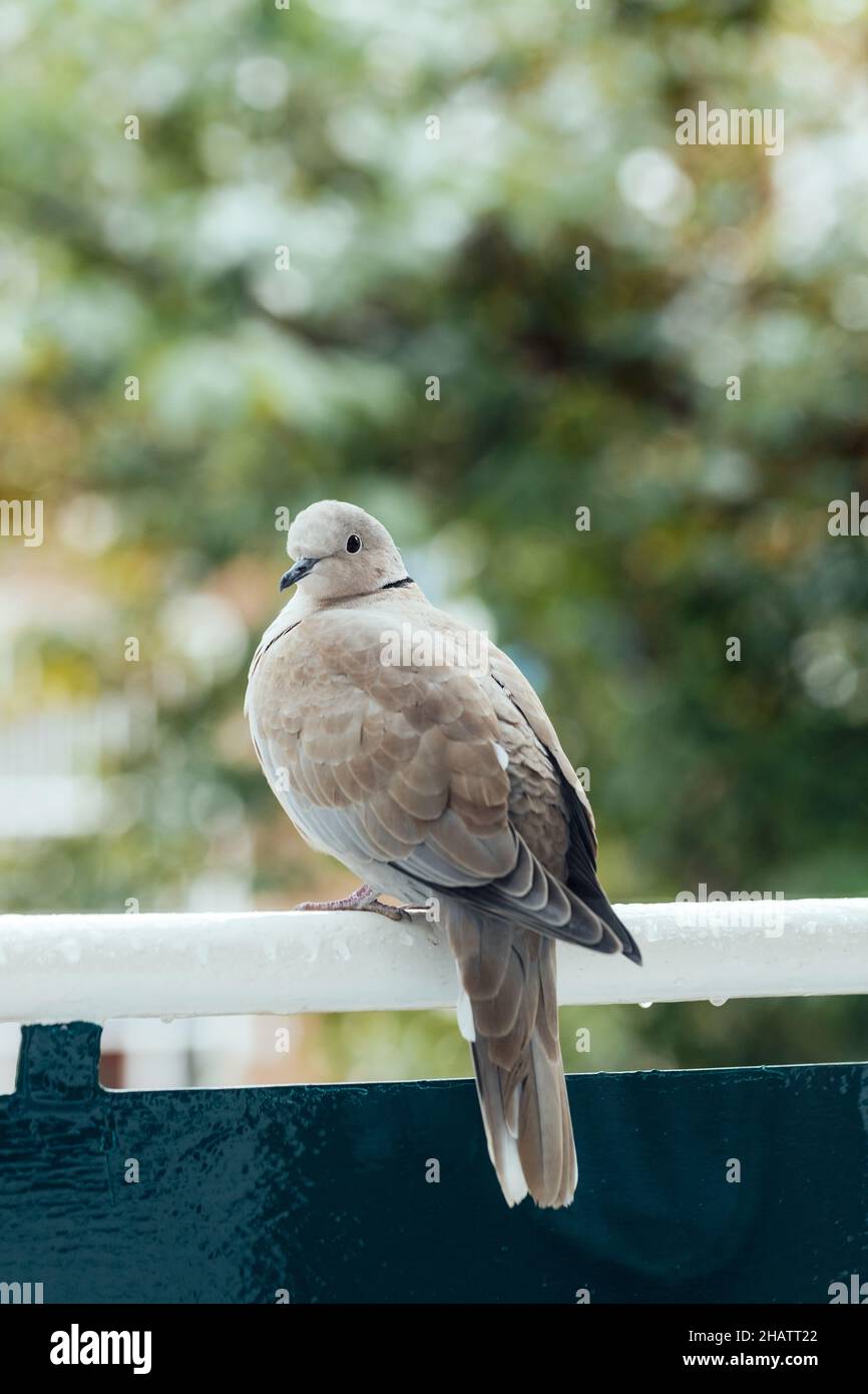 Colombe beige eurasienne à collier, assise sur des rambardes. Banque D'Images