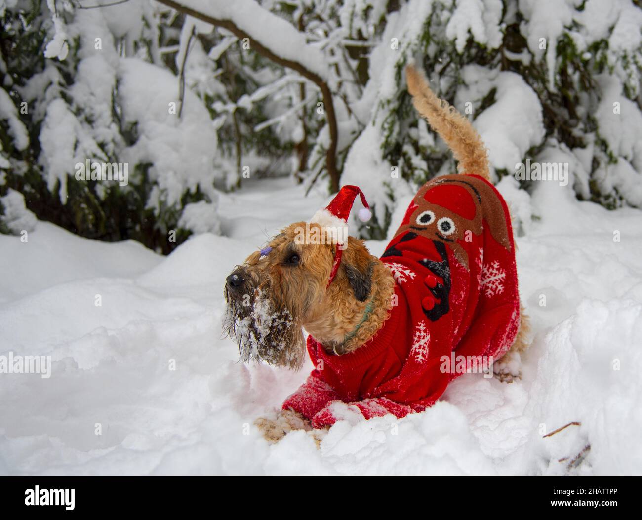 Terrier irlandais à revêtement doux.Un chien rouge moelleux en costume rouge du nouvel an pose dans une forêt enneigée. Banque D'Images