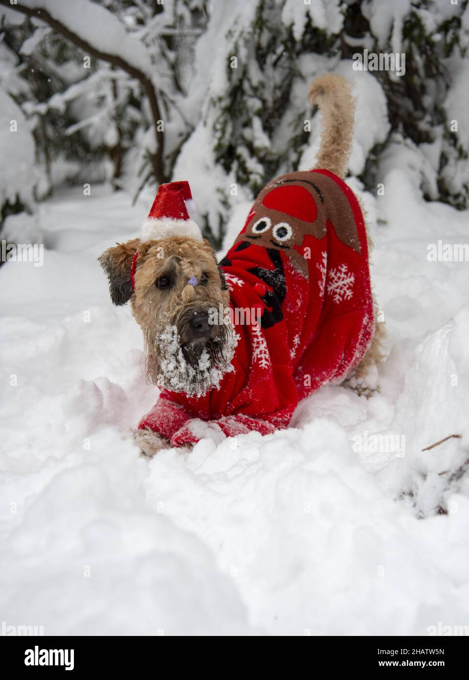 Terrier irlandais à revêtement doux.Un chien rouge moelleux en costume rouge du nouvel an pose dans une forêt enneigée. Banque D'Images