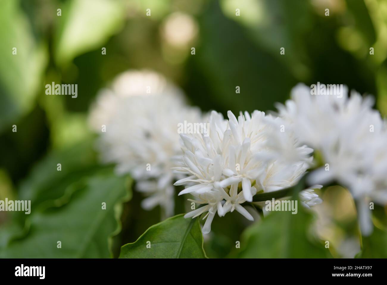 Arbre à café avec fleur de couleur blanche et feuilles vertes dans le  jardin Photo Stock - Alamy