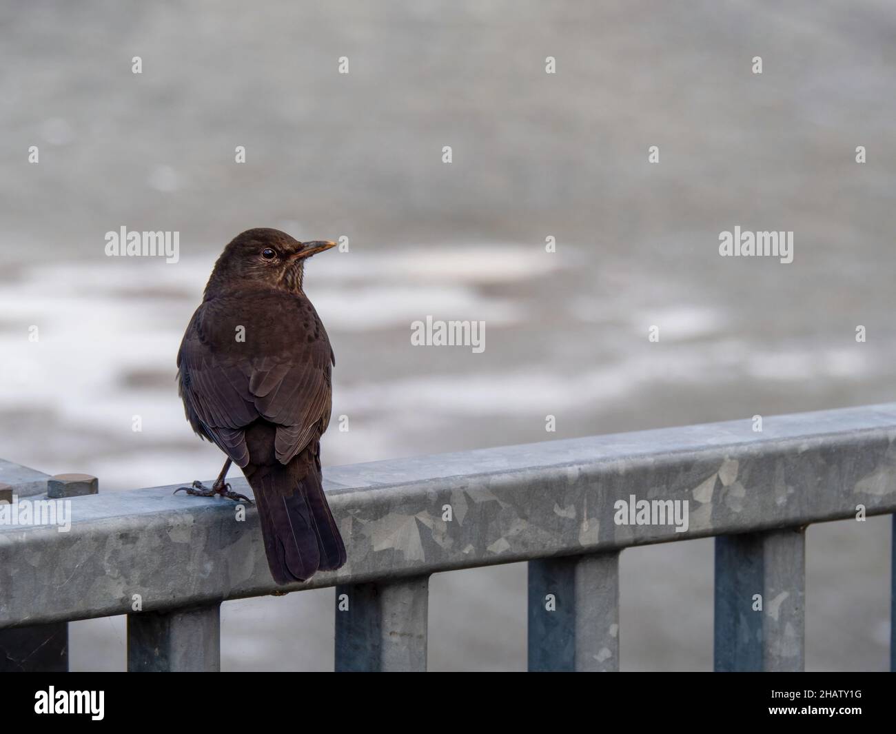 Femelle d'oiseau noir eurasien commun sur une clôture en métal urbain. Banque D'Images