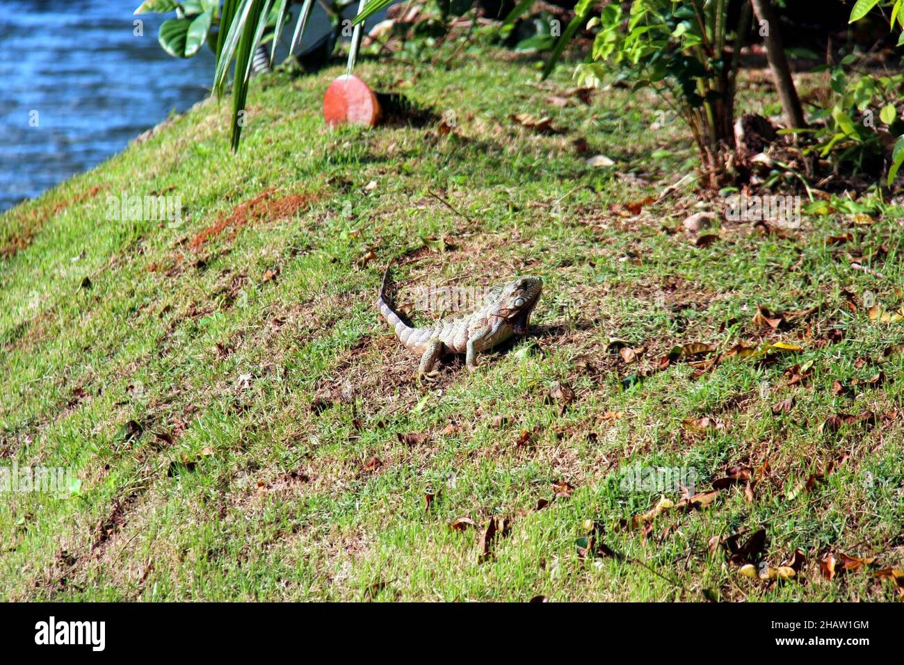 Lézard sur pelouse à côté d'un lac à Bonito, Mat Grosso do Sul, Brésil. Banque D'Images