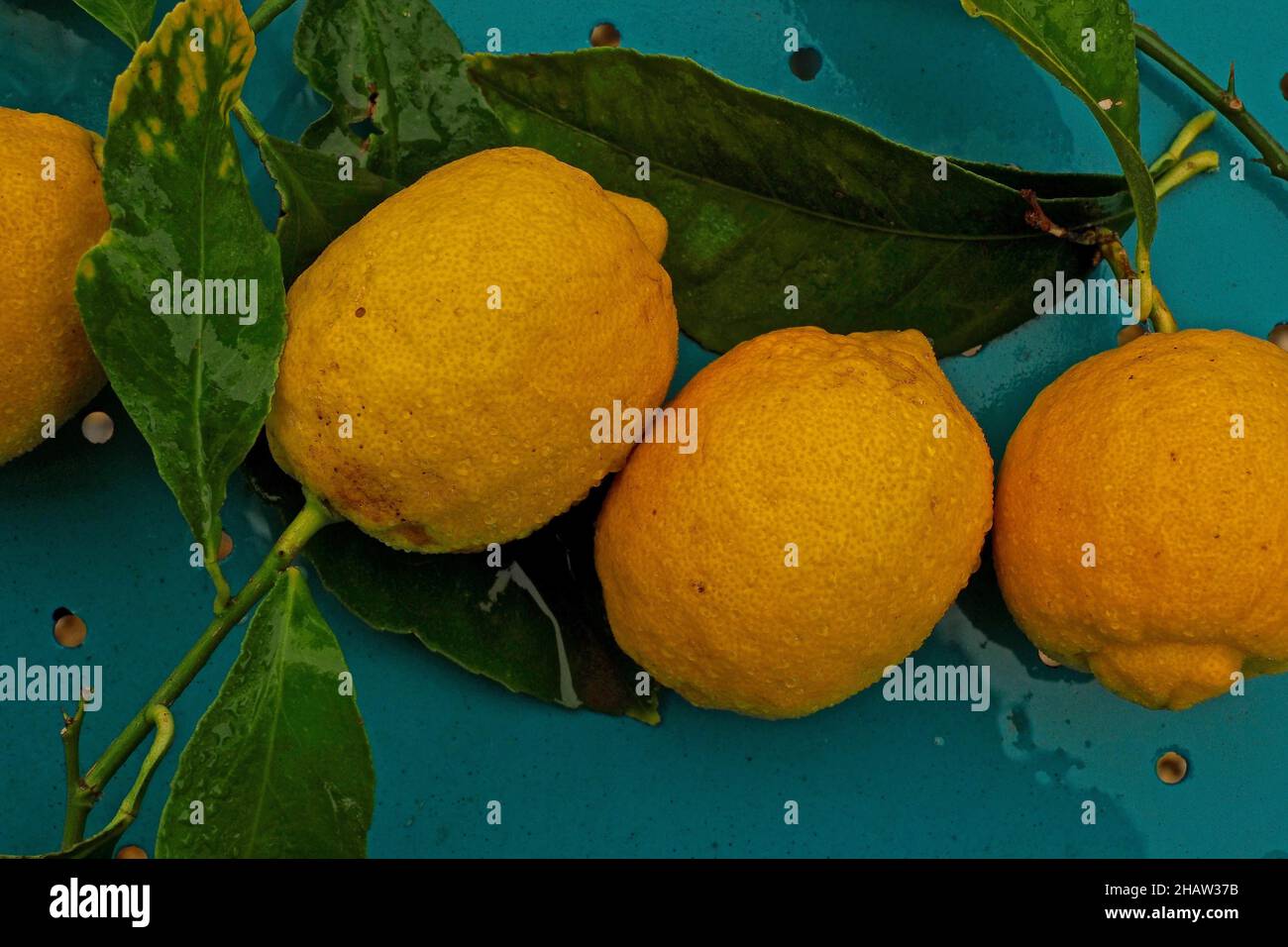 Citrons fraîchement cueillis sur la table, citrons avec feuilles, agrumes avec branche de feuilles, branche sur citron, fruits méditerranéens, jus de citron, médicinal Banque D'Images