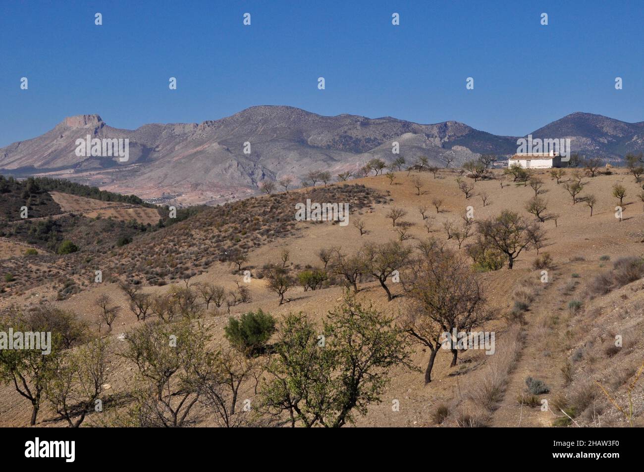 Ferme blanchie à la chaux avec montagne la Muela dans une plantation d'amandiers en face de mur de montagne, petite ferme en hiver paysage vallonné, Velez Rubio Banque D'Images