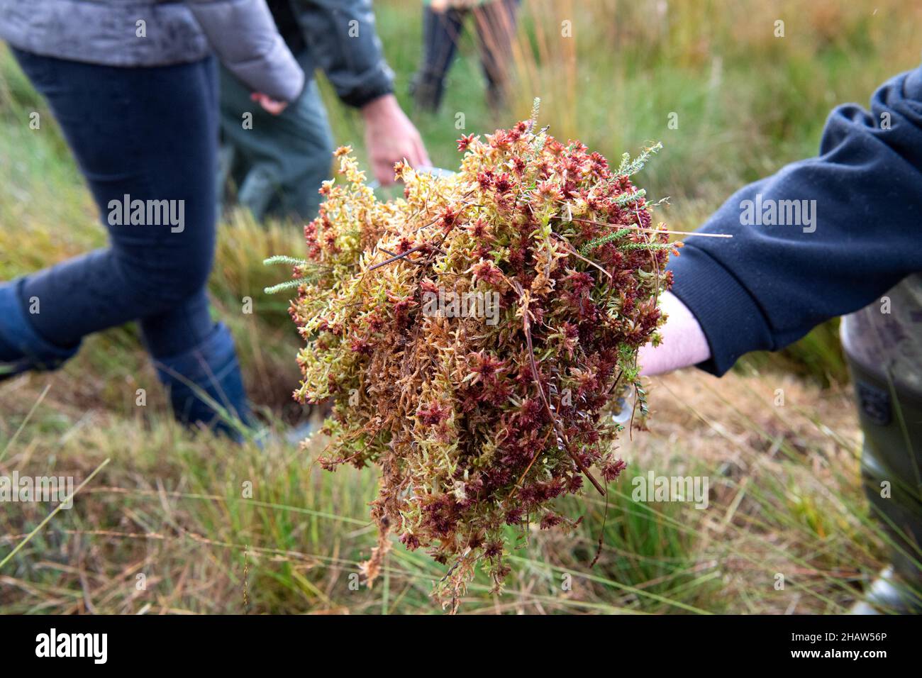 La protection des moûtes est la protection du climat, la réintroduction de la tourbe cultivée (Sphagnum) à Leegmoor, Basse-Saxe, Allemagne Banque D'Images