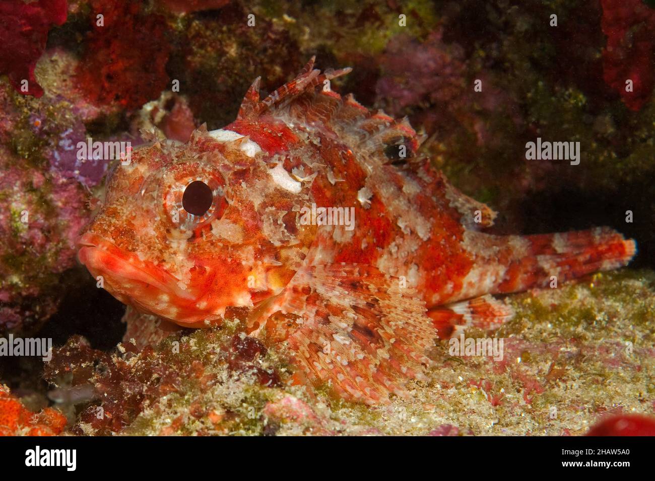 Gros plan de petit scorpionfish rouge (Scorpaena notata) avec tache noire distinctive sur la nageoire dorsale, mer Méditerranée, Giglio, Toscane, Italie Banque D'Images