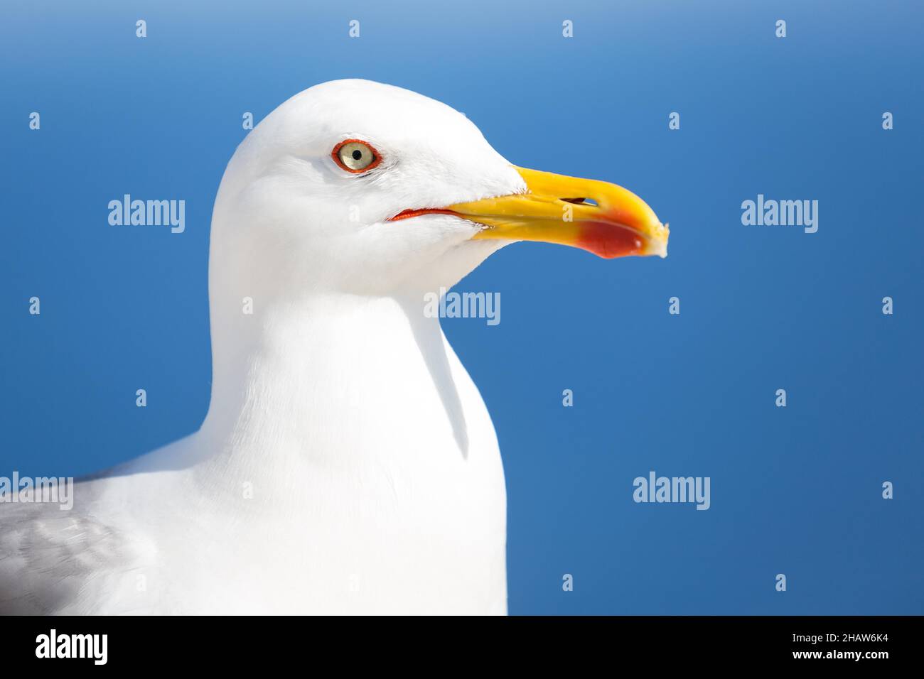 Guette à pattes jaunes (Larus michahellis), portrait, Cap Formentor, Majorque, Espagne Banque D'Images
