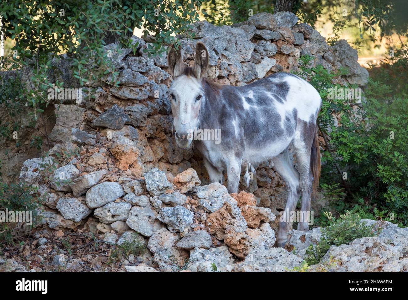 Mule, mule debout devant un mur de pierre naturelle, Llubi, Majorque, Espagne Banque D'Images
