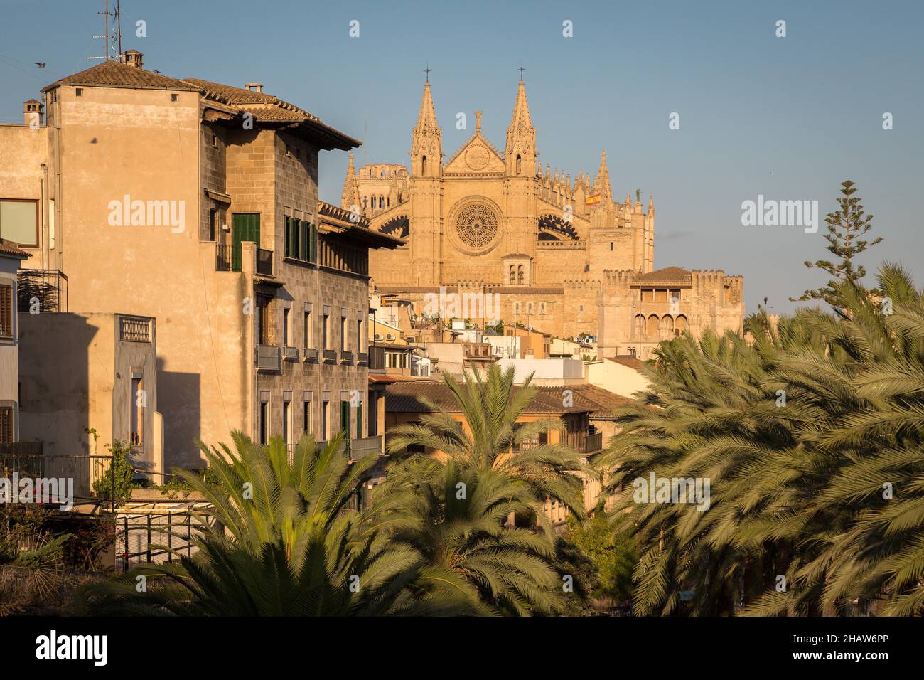 Cathédrale de Palma, la Seu, palmiers et maisons en face, Palma, Majorque, Espagne Banque D'Images