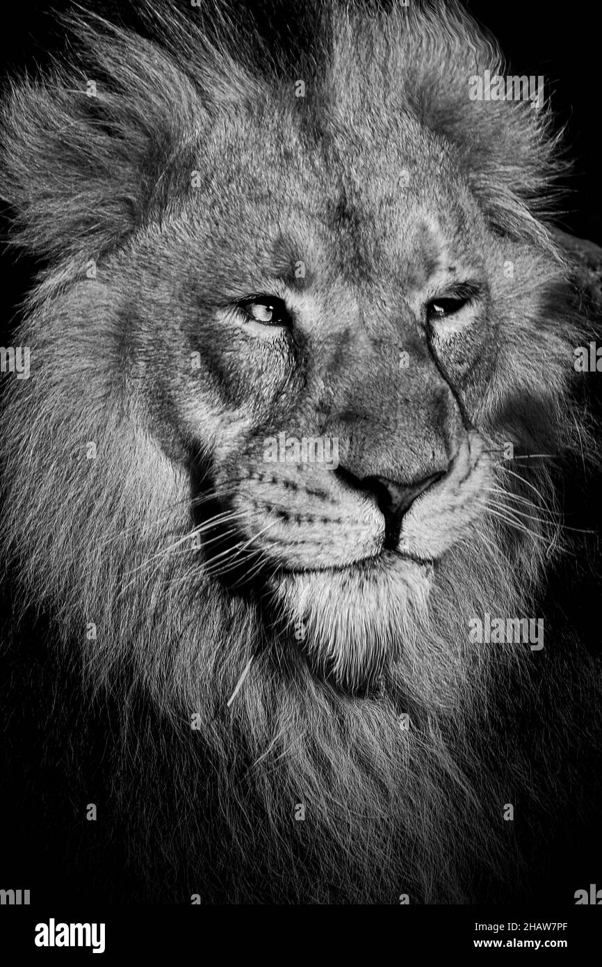 Lion , Roi de la jungle , Portrait animal sauvage Banque D'Images