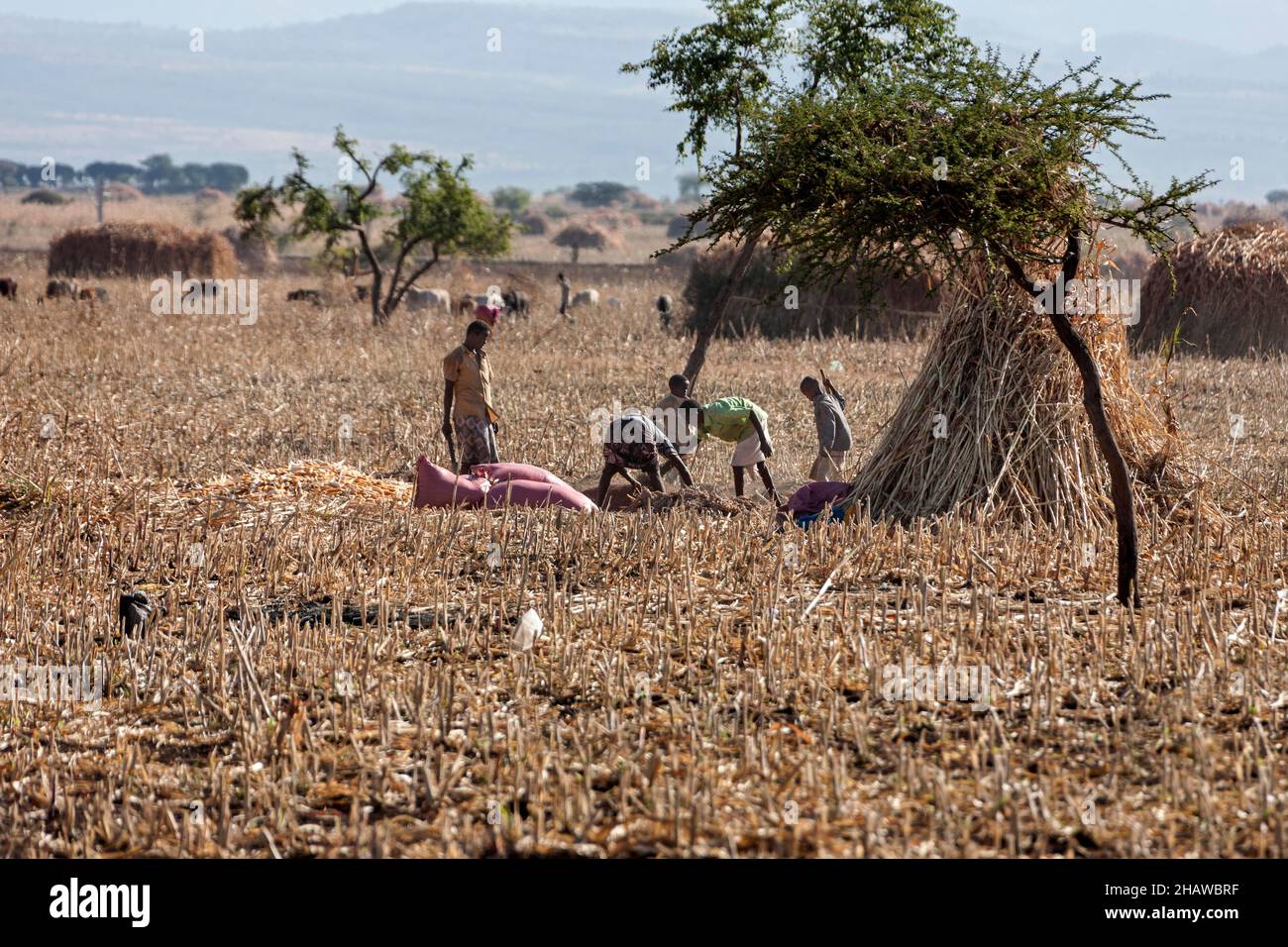 Travail sur le terrain, agriculteurs, Sidama, Éthiopie Banque D'Images