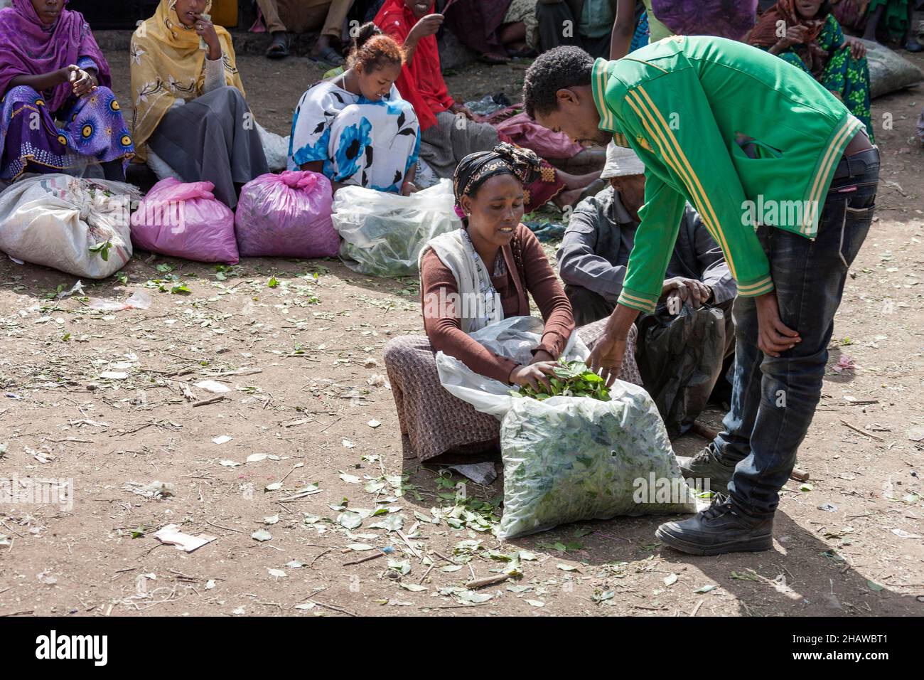 Feuilles de cath, cath bush (Catha edulis), marché, Asebe Teferi, Oromia, Ethiopie Banque D'Images