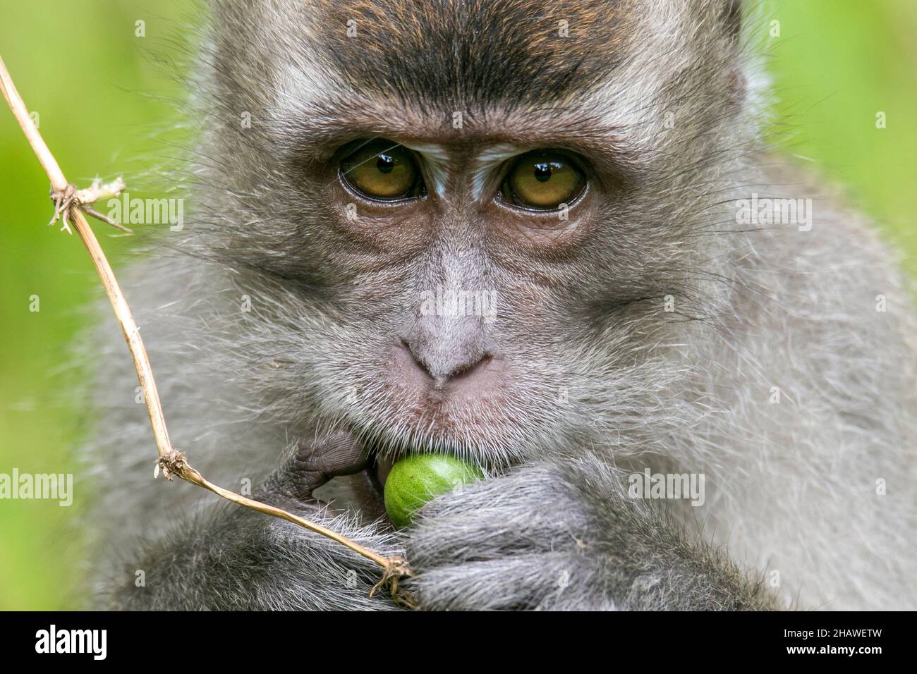 Un repas de macaques à longue queue, parc national de Bako à Bornéo Banque D'Images