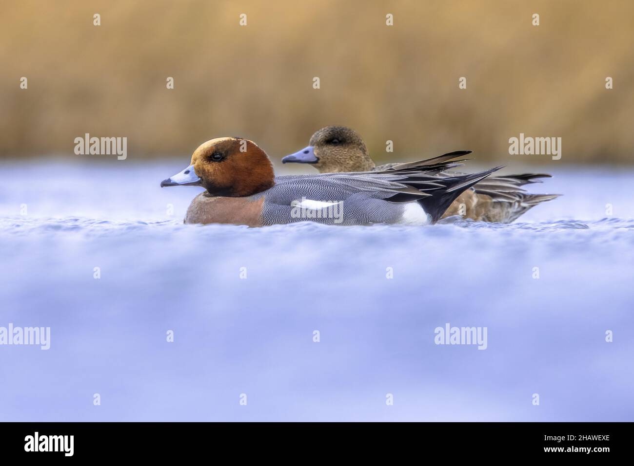 Paire de Wigeon européens nageant dans l'eau des zones humides aux pays-Bas.Ce canard nain migrateur est un visiteur d'hiver aux pays-Bas.Faune Banque D'Images