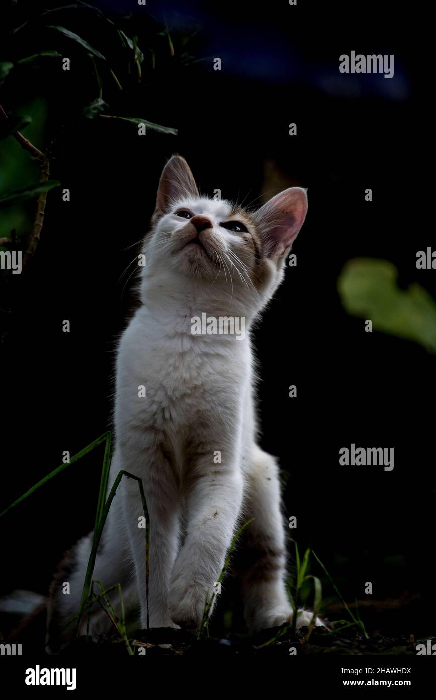 Un chaton de bébé essayant de riches la taille Banque D'Images