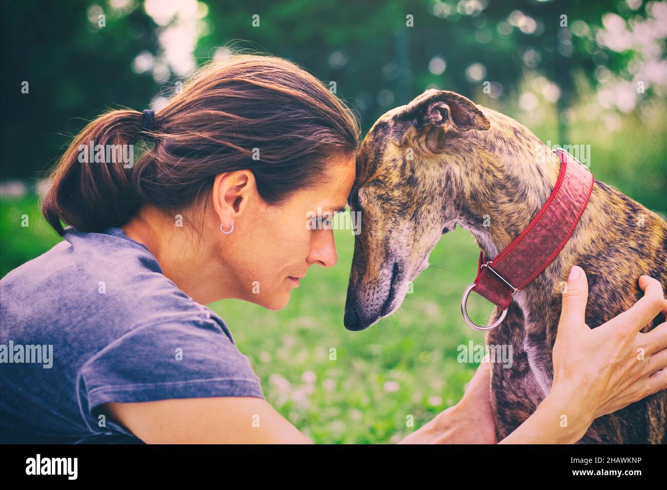 Amitié entre la femme et son chien.Adorable chien de compagnie avec son propriétaire.Portrait du galgo espagnol et de la femme. Banque D'Images