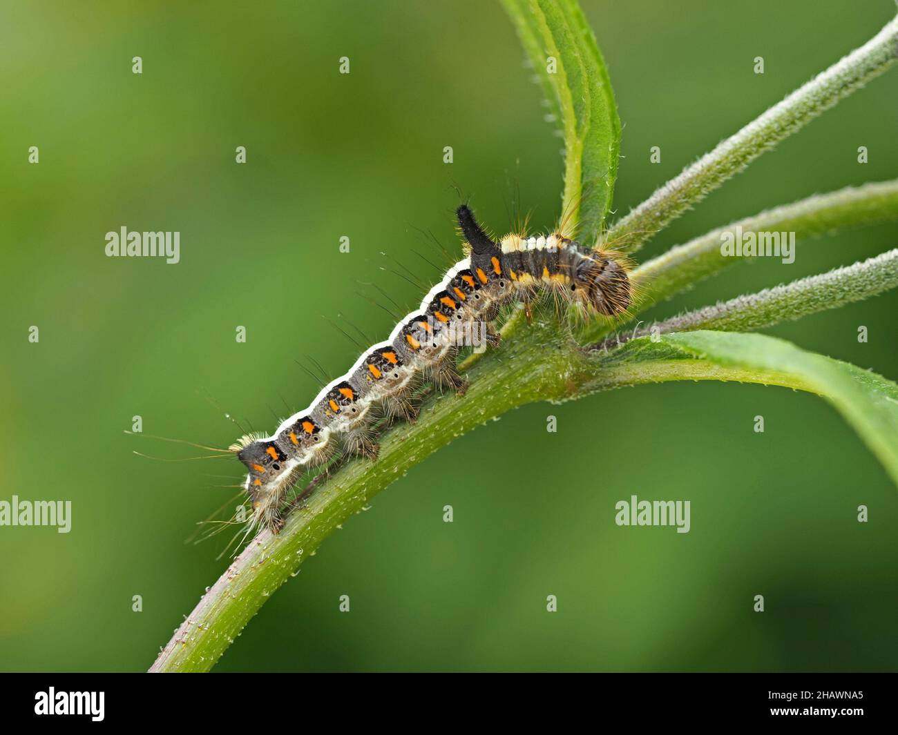 Gros plan détaillé de Grey Dagger Moth caterpillar (Acronicta psi) une larve velue avec des rayures crème distinctives et des taches orange Cumbria, Angleterre, Royaume-Uni Banque D'Images