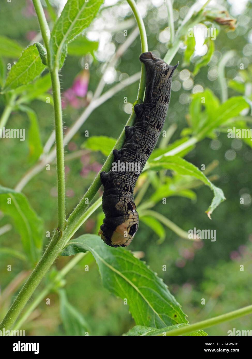 Chenille de l'aubéole des éléphants (Deilephila elpenor) larve de la plante alimentaire Rosebay Willowherb (Chamaenerion angustifolium) à Cumbria, Angleterre, Royaume-Uni Banque D'Images