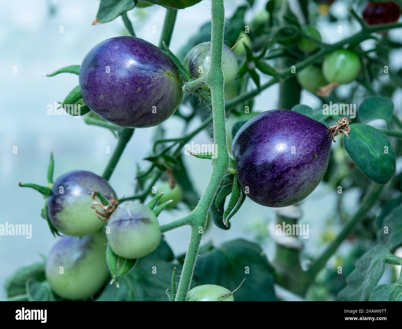 Tomates indigo poussant sur une plante.Faible profondeur de champ avec les tomates les plus proches en évidence. Banque D'Images