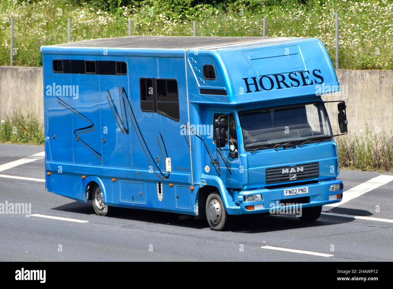 Vue latérale et avant bleu camion de transport d'animaux et chauffeur en cabine de calèche en conduisant le long de l'autoroute anglaise, grand panneau Horses, Essex, Angleterre Banque D'Images