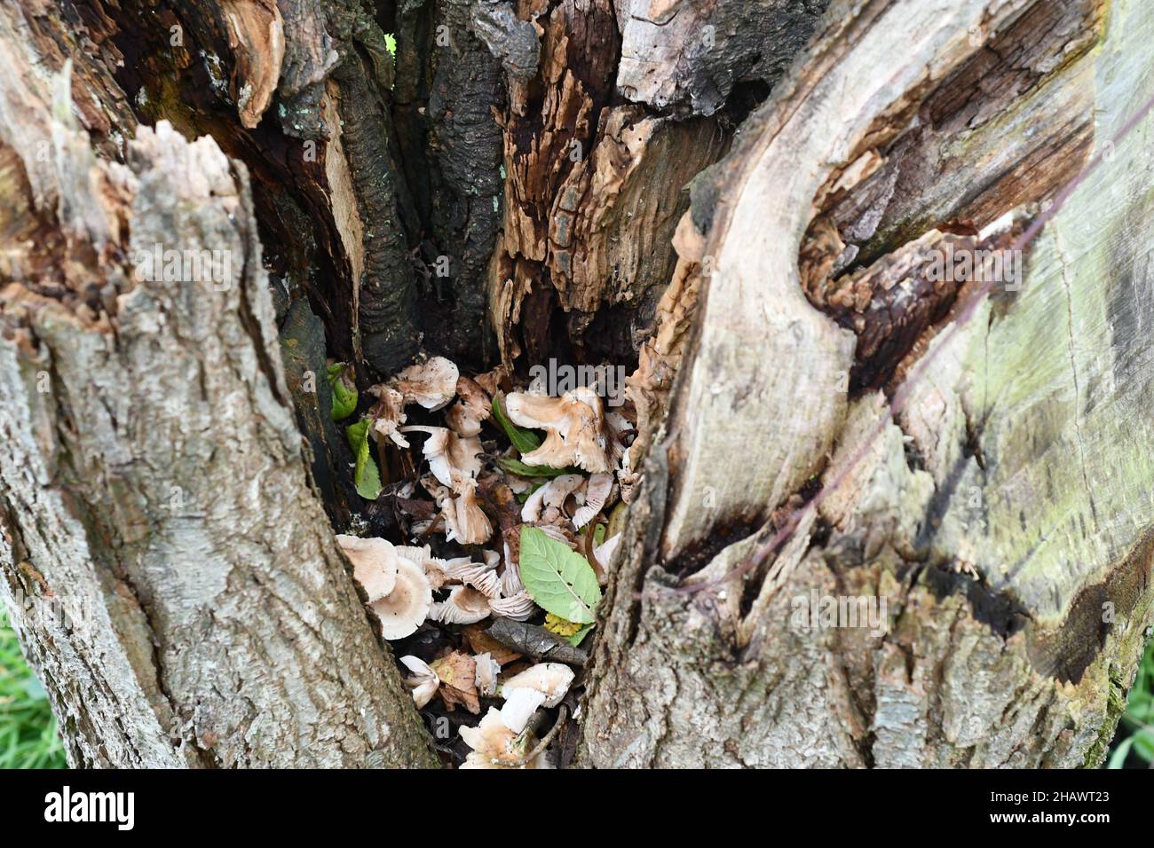 Champignons, champignons sauvages poussant dans un tronc de prune divisé Banque D'Images