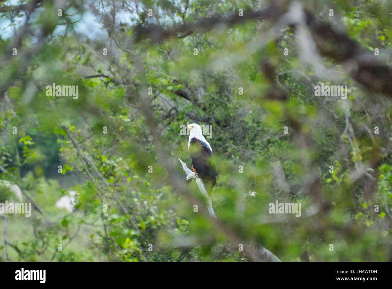 Aigle de poisson africain, Haliaeetus vocifer, ou aigle de mer africain perché haut dans un arbre vert dans un paysage africain Banque D'Images
