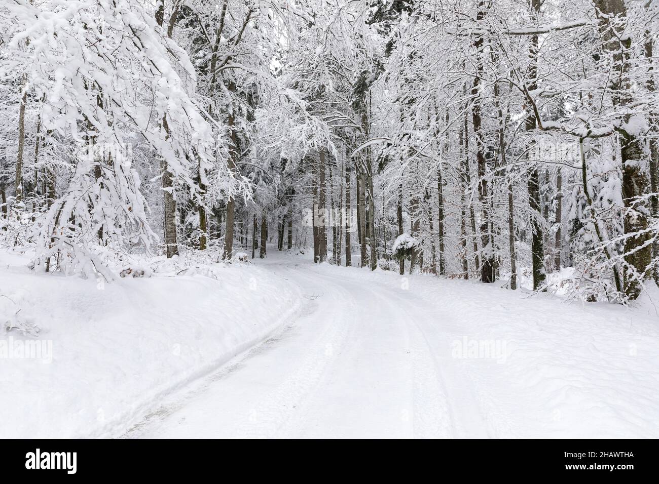 Route enneigée dans la forêt, véhicule tout-terrain dans un paysage enneigé, belle allée enneigée au début de l'hiver Banque D'Images