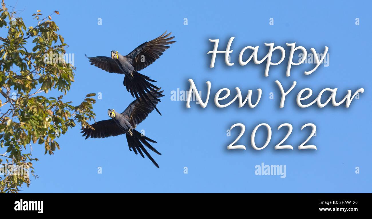 Bonne année 2022, Jacinthe Macaw, Blue Bird, Aniimal, Pantanal,Faune, Brésil, marais Banque D'Images
