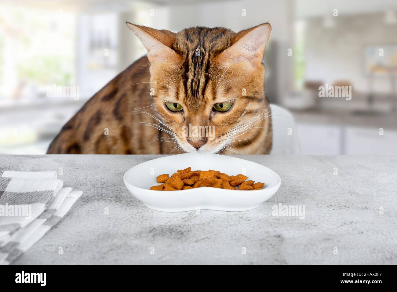 Un Chat Domestique Se Regle Dans Une Assiette Sur La Table De Cuisine Photo Stock Alamy